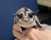 フクロモモンガの画像7