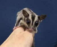 フクロモモンガの画像9