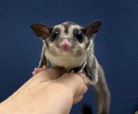 フクロモモンガの画像11