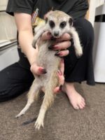 ミーアキャットベビー♂（2025年11月16日当店産まれ）懐っこいです♪(copy)の画像10