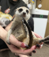 ミーアキャットベビー♂（2025年11月16日当店産まれ）懐っこいです♪(copy)の画像3