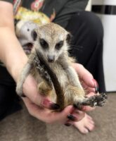 ミーアキャットベビー♂（2025年11月16日当店産まれ）懐っこいです♪(copy)の画像4