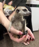 ミーアキャットベビー♂（2025年11月16日当店産まれ）懐っこいです♪(copy)の画像5