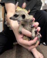 ミーアキャットベビー♂（2025年11月16日当店産まれ）懐っこいです♪(copy)の画像6