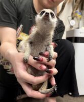 ミーアキャットベビー♂（2025年11月16日当店産まれ）懐っこいです♪(copy)の画像9