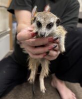 ミーアキャットベビー♂（2025年11月16日当店産まれ）懐っこいです♪(copy)の画像7