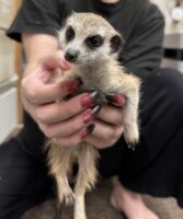 ミーアキャットベビー♂（2025年11月16日当店産まれ）懐っこいです♪(copy)の画像8