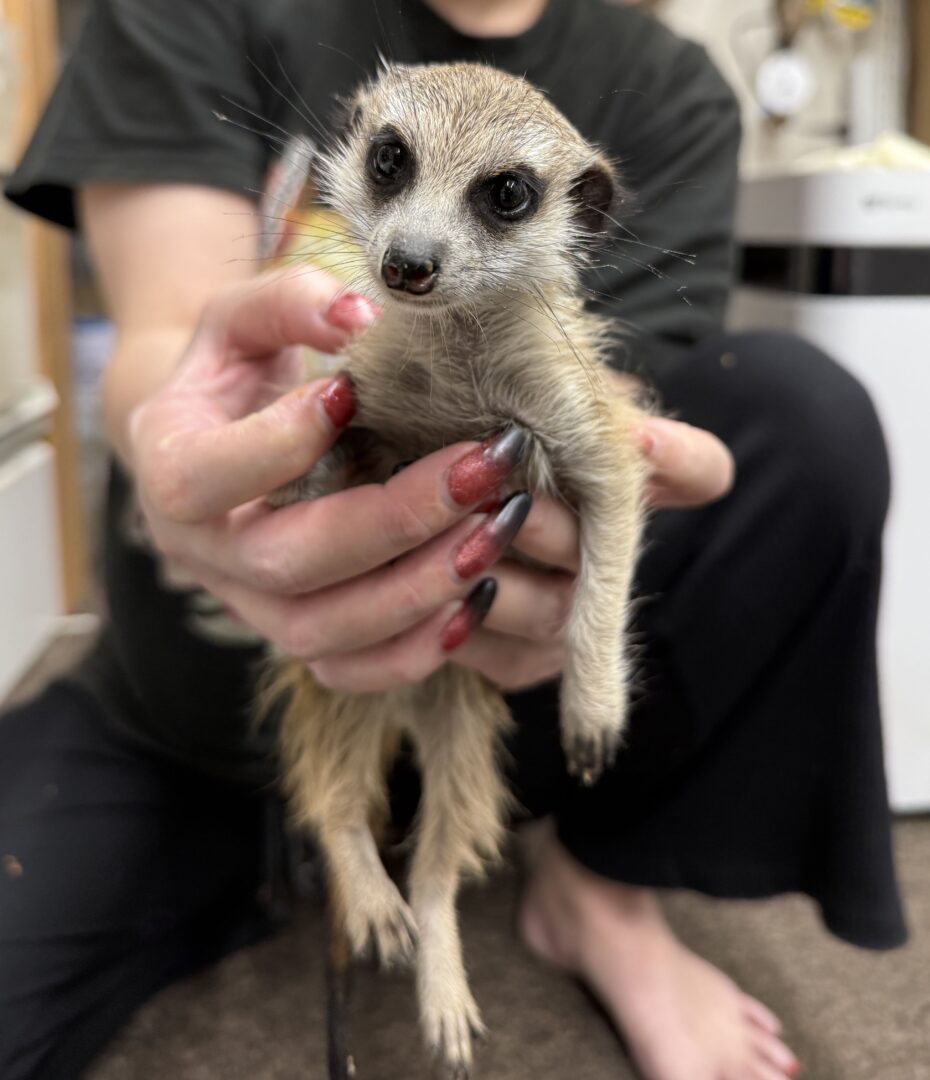 ミーアキャットベビー♂（2025年11月16日当店産まれ）懐っこいです♪(copy)のメイン画像