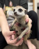 ミーアキャットベビー♂（2025年11月16日当店産まれ）懐っこいです♪の画像2