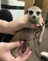 ミーアキャットベビー♂（2025年11月16日当店産まれ）懐っこいです♪の画像1