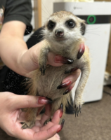 ミーアキャットベビー♂（2025年11月16日当店産まれ）懐っこいです♪の画像3