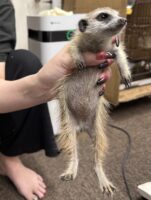 ミーアキャットベビー♂（2025年11月16日当店産まれ）懐っこいです♪の画像4