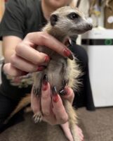 ミーアキャットベビー♂（2025年11月16日当店産まれ）懐っこいです♪の画像8