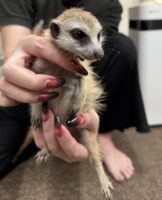 ミーアキャットベビー♂（2025年11月16日当店産まれ）懐っこいです♪の画像5