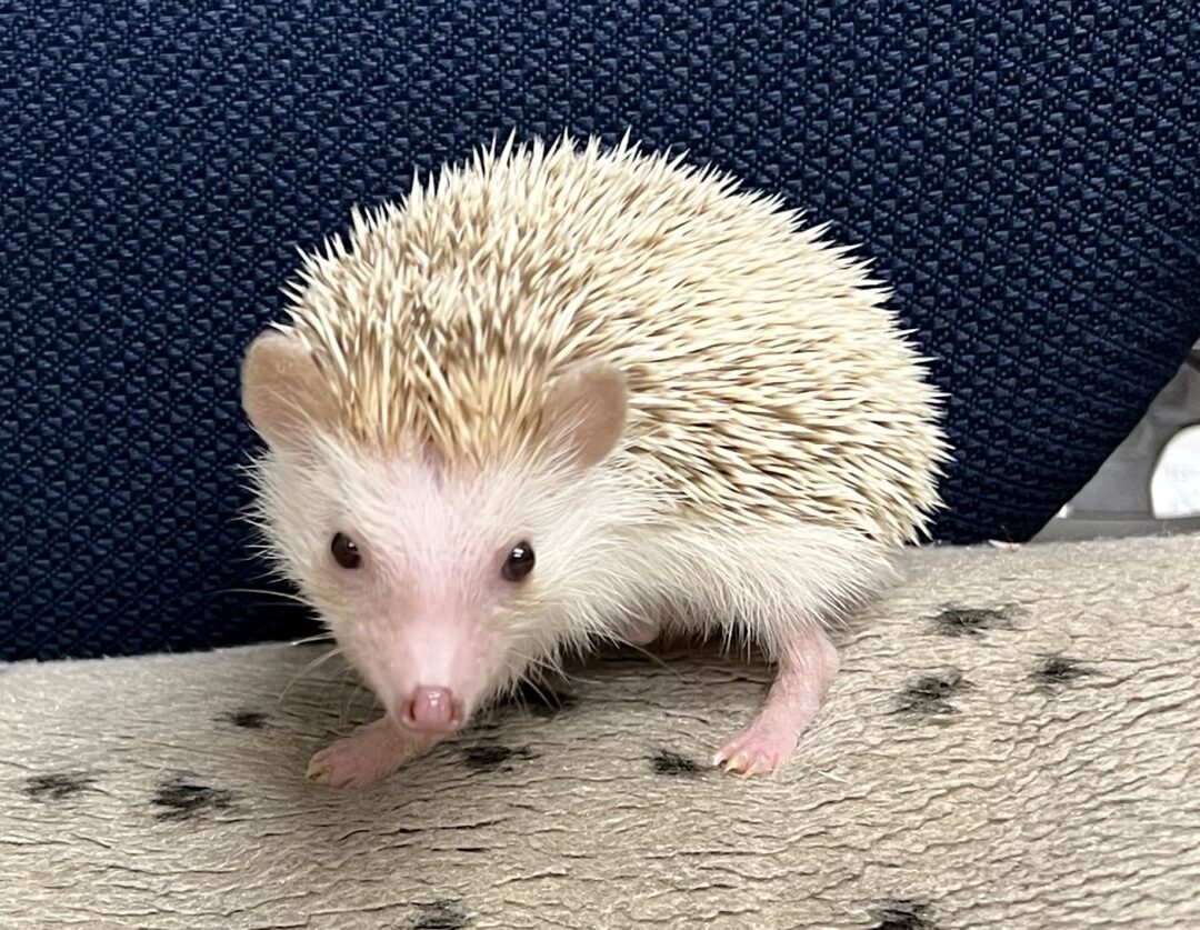 ハリネズミ エキゾチックアニマル飼育セット 楽天市場】初めてのハリネズミ飼育セット 関東当日便 : charm
