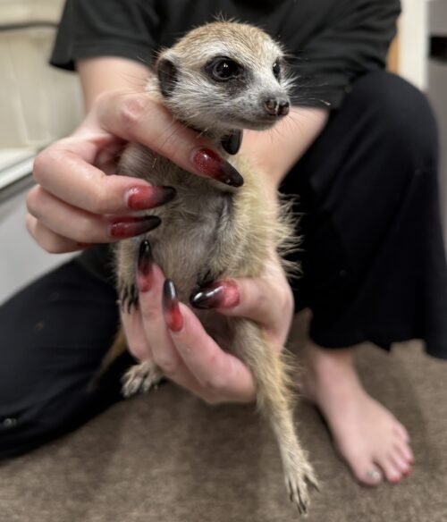 ミーアキャットベビー♂（2025年11月16日当店産まれ）懐っこいです♪のメイン画像