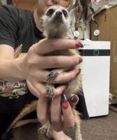 ミーアキャットベビー♂（2025年11月16日当店産まれ）懐っこいです♪の画像6