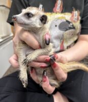 ミーアキャットベビー♀（2025年11月16日当店産まれ）懐っこいです♪の画像3