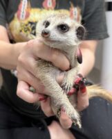 ミーアキャットベビー♀（2025年11月16日当店産まれ）懐っこいです♪の画像4