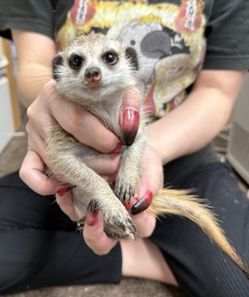 ミーアキャットベビー♀（2025年11月16日当店産まれ）懐っこいです♪のメイン画像