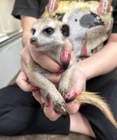 ミーアキャットベビー♀（2025年11月16日当店産まれ）懐っこいです♪の画像6