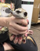 ミーアキャットベビー♀（2025年11月16日当店産まれ）懐っこいです♪の画像7