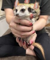 ミーアキャットベビー♀（2025年11月16日当店産まれ）懐っこいです♪の画像2