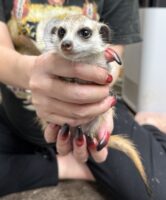 ミーアキャットベビー♀（2025年11月16日当店産まれ）懐っこいです♪の画像5