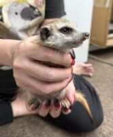 ミーアキャットベビー♀（2025年11月16日当店産まれ）懐っこいです♪の画像10