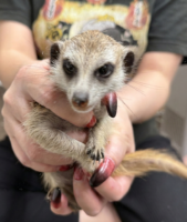 ミーアキャットベビー♀（2025年11月16日当店産まれ）懐っこいです♪の画像8