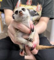 ミーアキャットベビー♀（2025年11月16日当店産まれ）懐っこいです♪の画像1