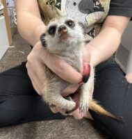 ミーアキャットベビー♀（2025年11月16日当店産まれ）懐っこいです♪の画像9