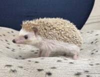 ハリネズミ（カナダ産：ソルト＆ペッパー♀）の画像4