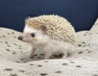 ハリネズミ（カナダ産：ソルト＆ペッパー♀）の画像6