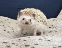 ハリネズミ（カナダ産：ソルト＆ペッパー♀）の画像8