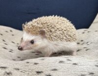 ハリネズミ（カナダ産：ソルト＆ペッパー♀）の画像1