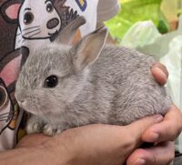 ミニウサギ(国産ベビー)超懐っこいです♪の画像6