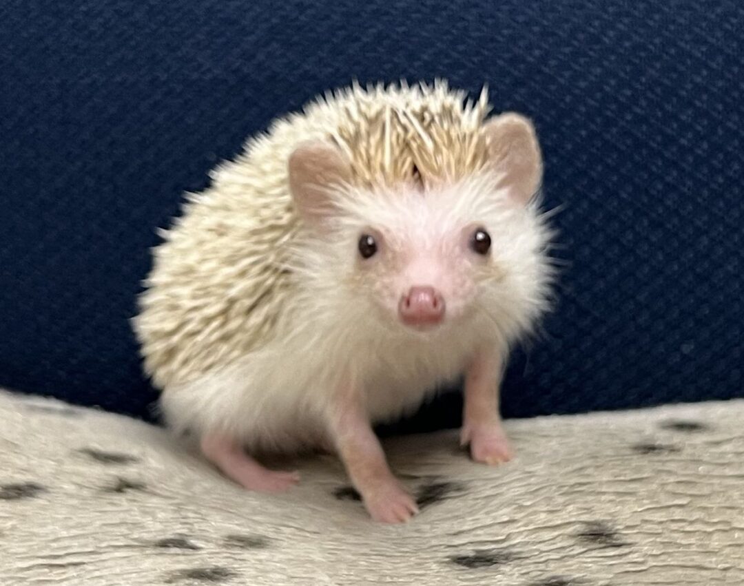 ハリネズミ（国産：シナモン♂） | ピュアアニマル