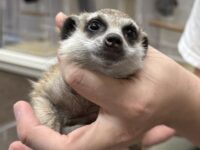 ミーアキャットベビー♀（2025年11月産まれ）の画像4