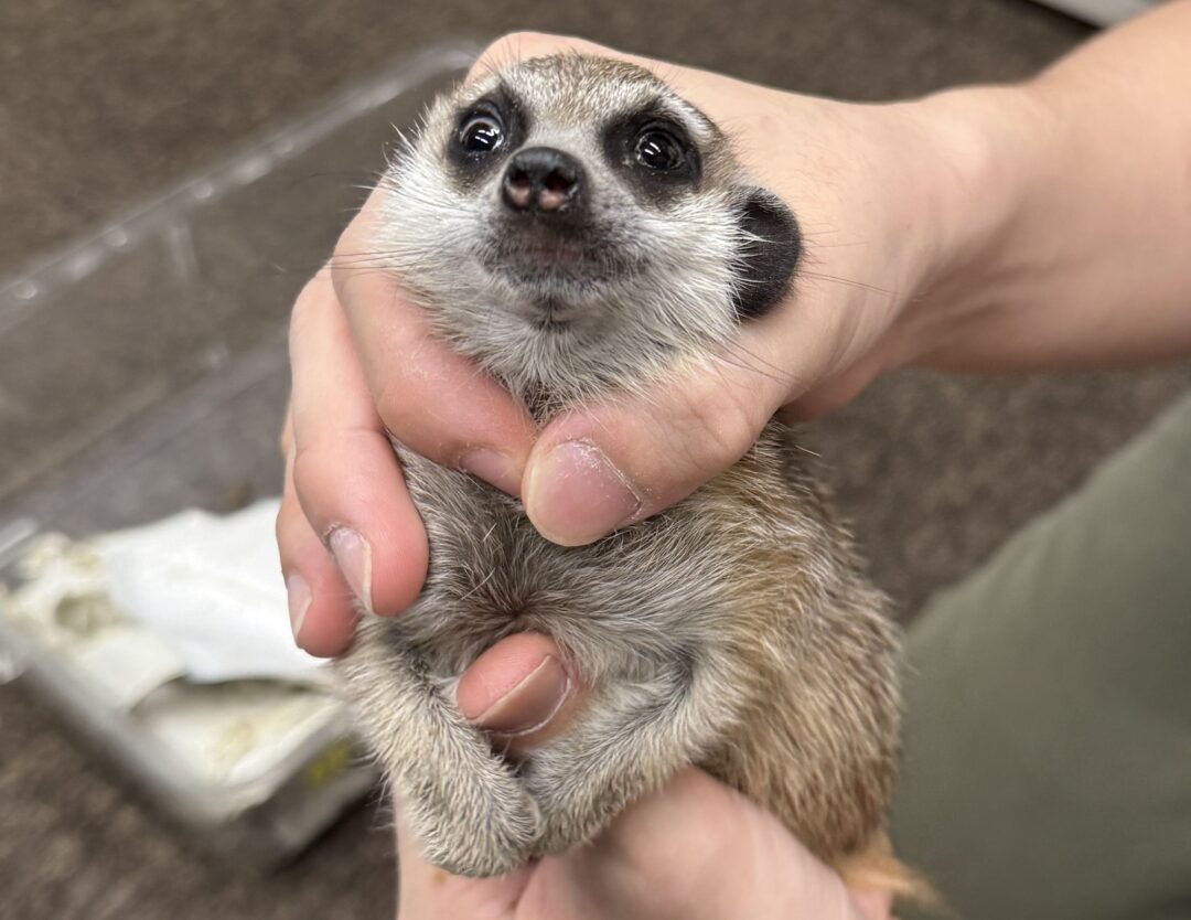 ミーアキャットベビー♀（2025年11月産まれ）のメイン画像