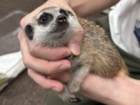 ミーアキャットベビー♀（2025年11月産まれ）の画像6