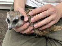 ミーアキャットベビー♀（2025年11月産まれ）の画像10