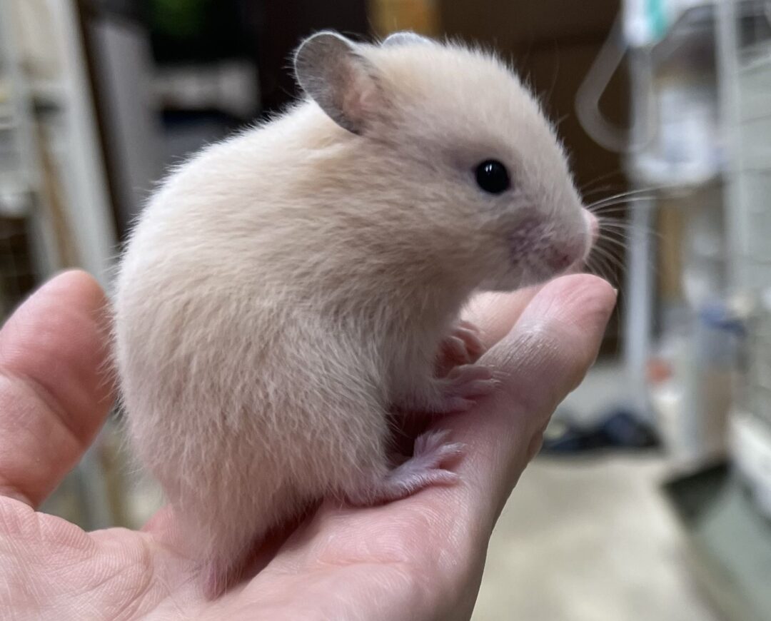 ゴールデンハムスター | ピュアアニマル