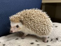 ハリネズミ（カナダ産：ソルト＆ペッパー♀）の画像9