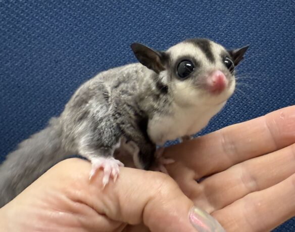 フクロモモンガのメイン画像