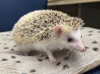 ハリネズミ（国産ベビー：スニップ♂ ）の画像9