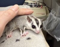 フクロモモンガの画像8