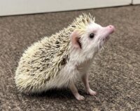 ハリネズミ（国産ベビー：スニップ♂ ）の画像8