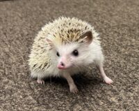 ハリネズミ（国産ベビー：スニップ♂ ）の画像6