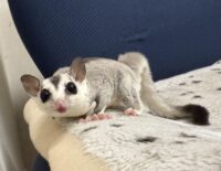 フクロモモンガの画像4